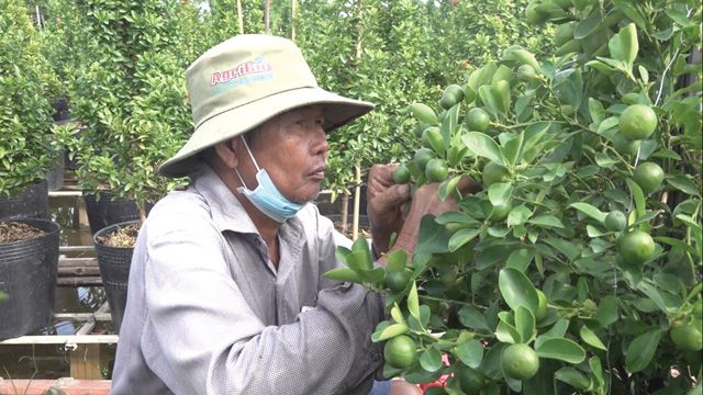 Sơn La: Tạo cơ hội cho các doanh nghiệp nước ngoài ký kết hợp đồng tiêu thụ xoài và nông sản