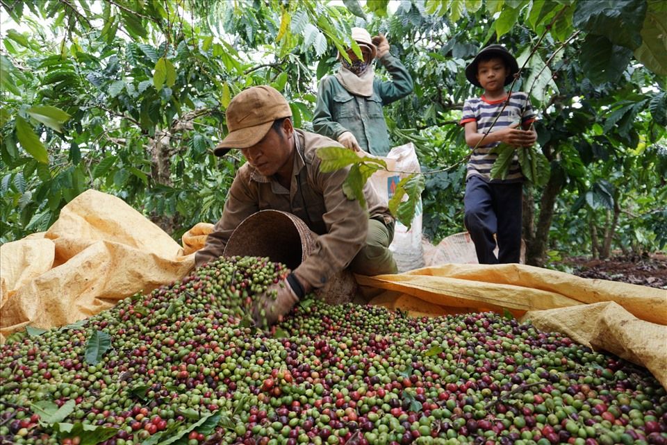 Nông sản Tây Nguyên: Liên kết tạo sức mạnh, đưa hàng Việt ra thế giới