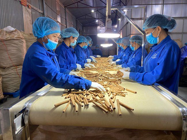 Chỉ bóc thứ vỏ cay nồng của một loài cây bán đi Mỹ, Trung Quốc, Yên Bái thu 1.000 tỷ đồng