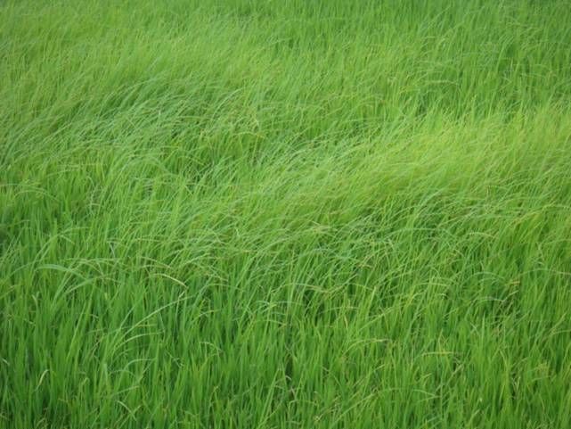 Lúa vừa trổ bông, hạt còn xanh mà thương lái đã đến tận ruộng đặt cọc