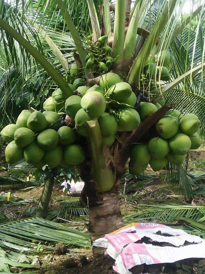 Dừa tươi uống nước tăng giá cao nhất từ trước tới nay, nông dân trồng dừa Tiền Giang lãi hàng trăm triệu