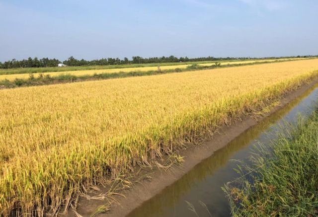 Giá lúa gạo hôm nay 24/5: Giá chững, nhu cầu mua lúa khô chậm