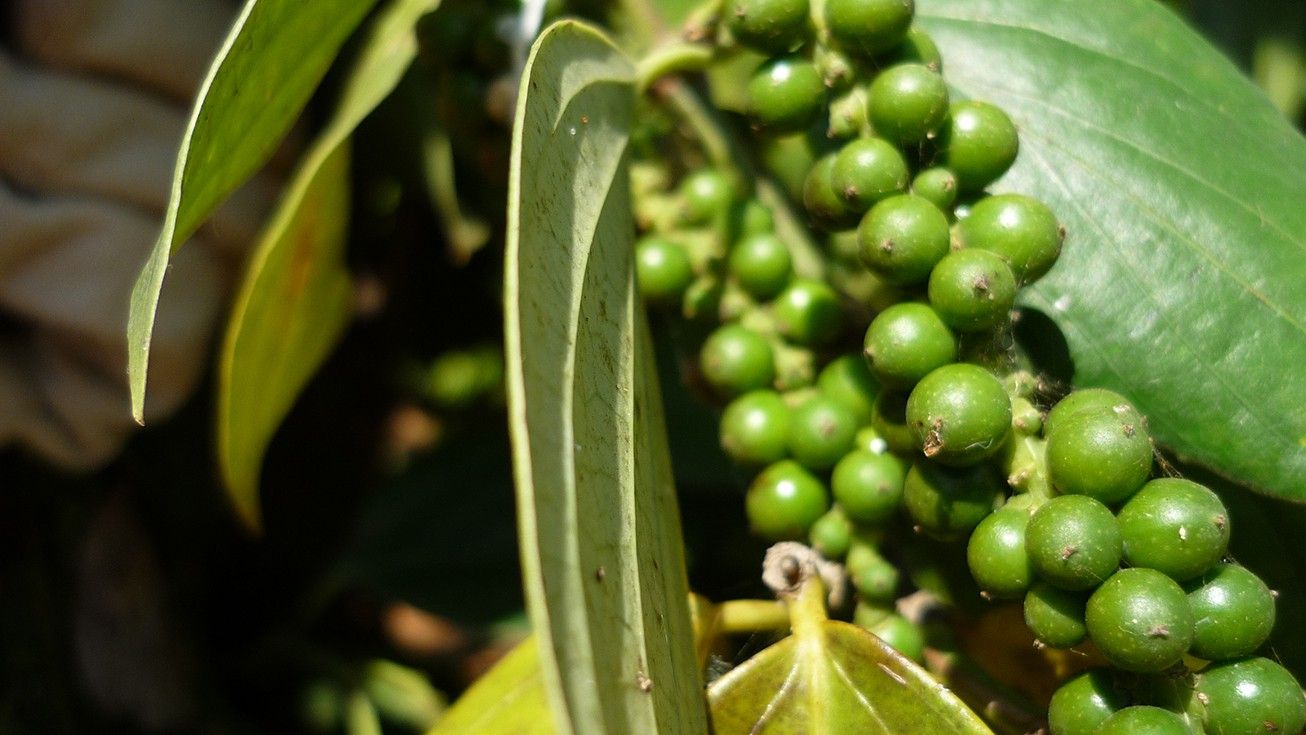 Giá tiêu hôm nay 25/5: Giảm mạnh 1.500 - 2.000 đồng/kg; cao su TOCOM giảm gần 1%