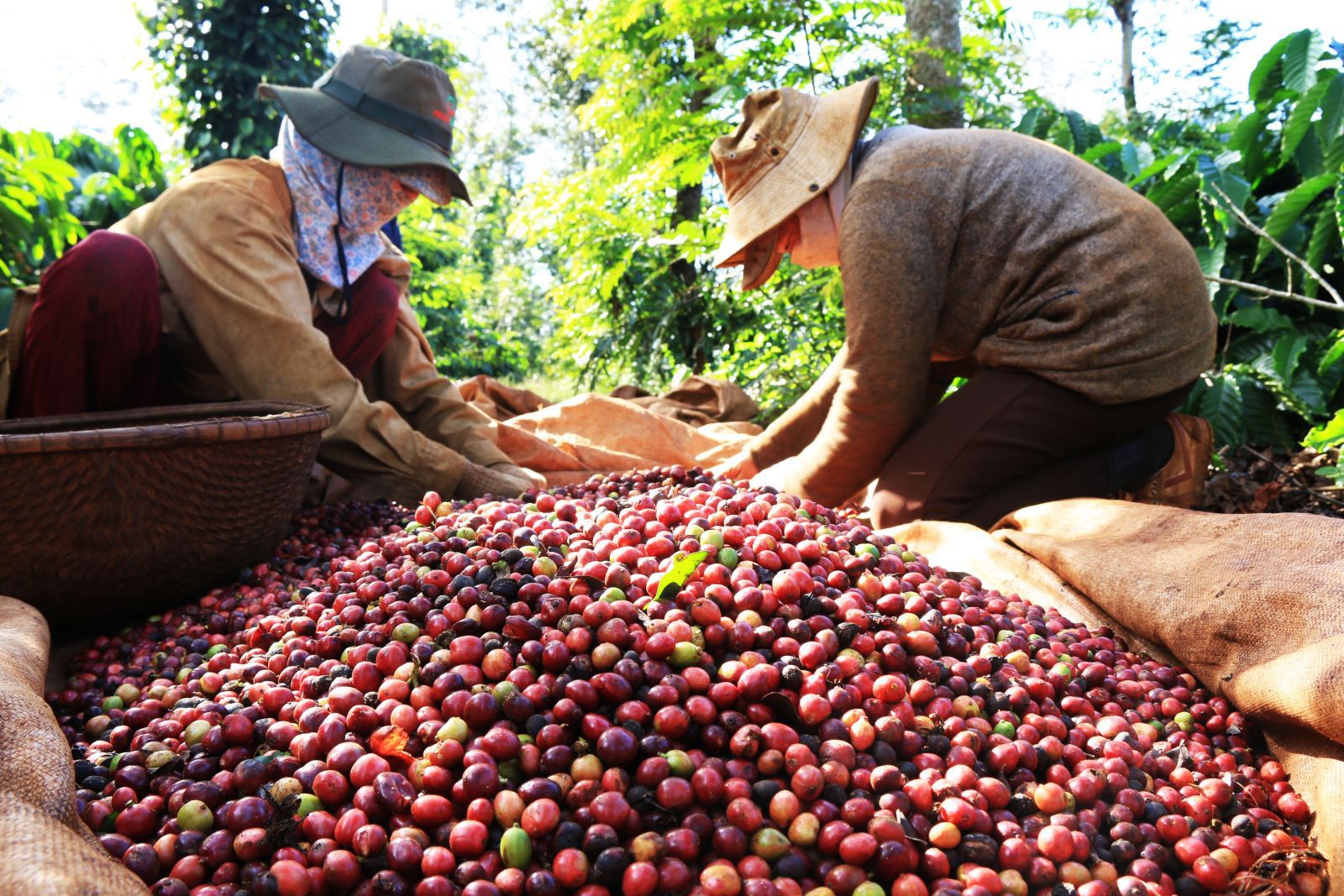 Cà phê nông sản Việt lên kệ siêu thị Hàn Quốc