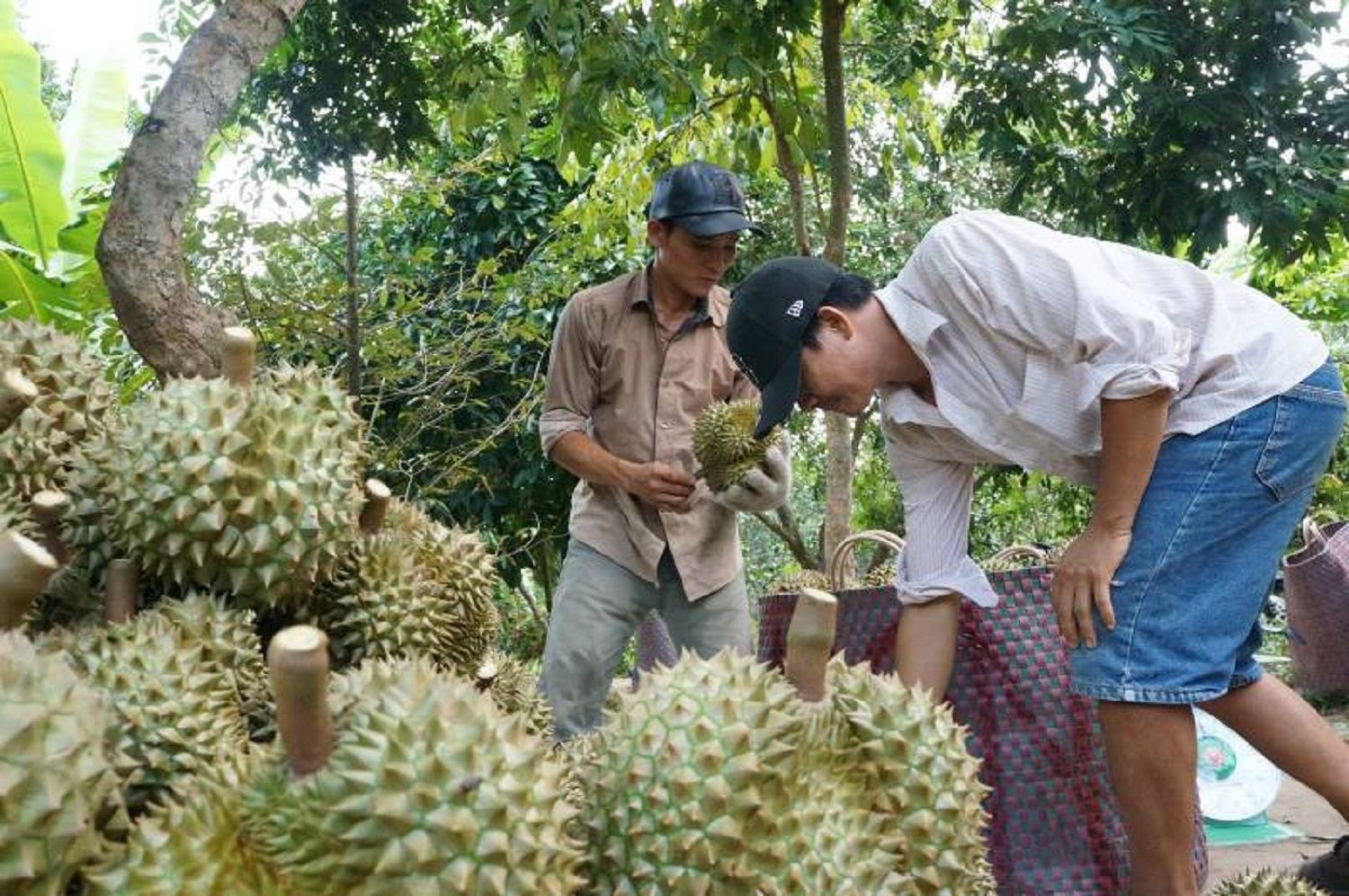 Vì sao sầu riêng Musang King trồng ở miền Tây giá bán từ 300.000-400.000 đồng/kg khiến cư dân mạng xôn xao?