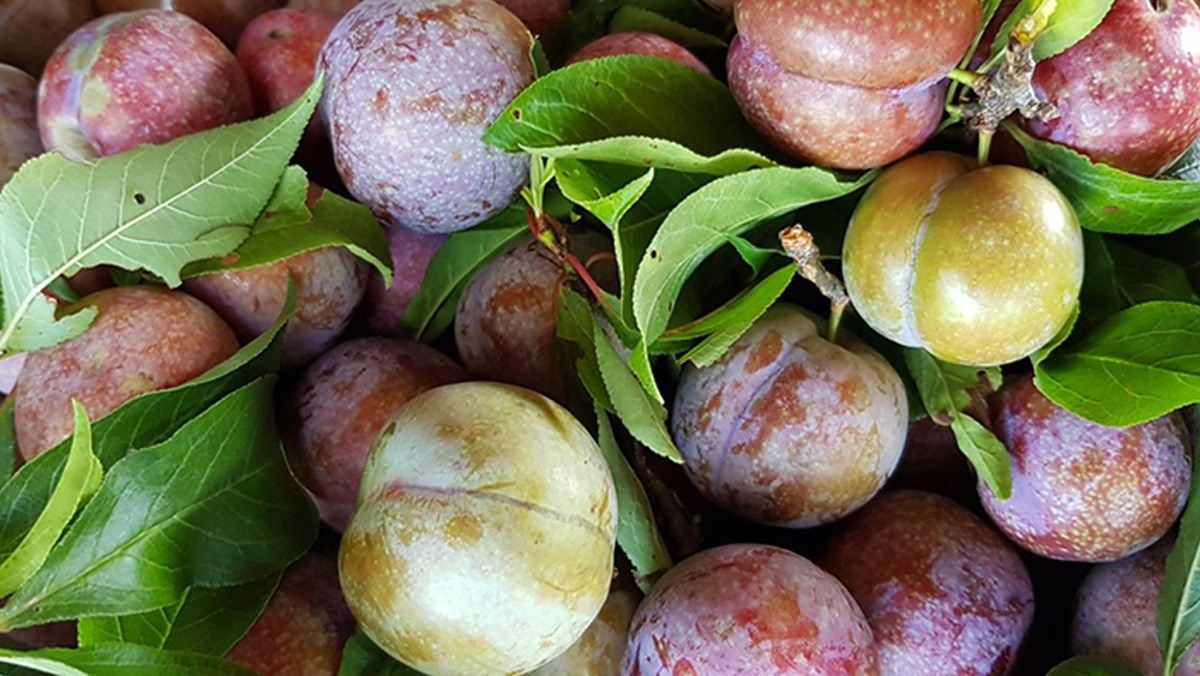 Lào Cai: Mận tam hoa Bắc Hà vào mùa, quả to như trứng gà bán được giá