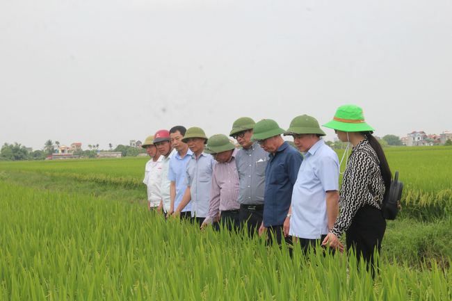 Năng suất lúa TBR225 dự kiến đạt 75 tạ/ha