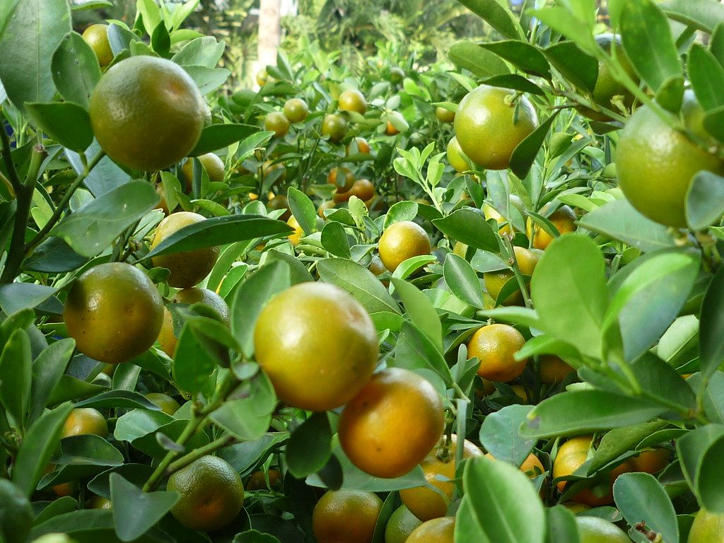 Đưa Sơn La trở thành “thủ phủ” trái cây, nông sản