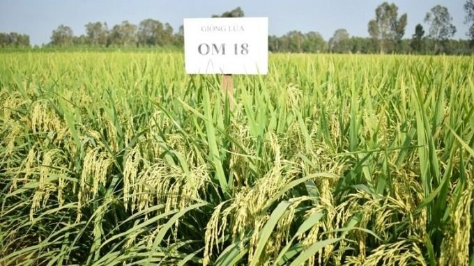 Hài hòa lợi ích trong bản quyền giống lúa OM 18