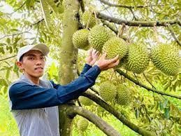 Thị trường Trung Quốc rộng cửa với chanh leo, sầu riêng