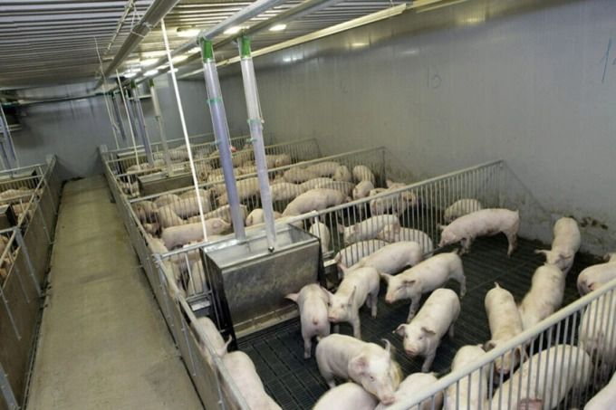 Thịt lợn Nga ế ẩm do xuất khẩu gặp khó