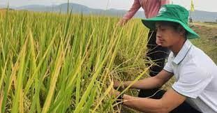 Nâng tầm chuỗi liên kết sản xuất lúa gạo