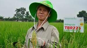 Nơi nông dân không phải cấy, đến vụ chỉ mang tải ra đồng lấy thóc