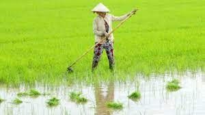 Kiên Giang tiết kiệm gần 1.200 tỷ đồng mỗi năm nhờ giảm giống gieo sạ