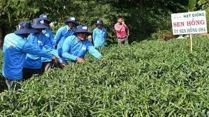 Bỏ một vụ lúa, nông dân Tiền Giang nhàn mà thu nhập lại cao