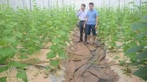 Mưa lớn gây thiệt hại dưa lưới của viện nghiên cứu