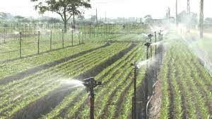 Đưa điện về tận ruộng, chi phí tưới rau giảm cả triệu đồng/sào