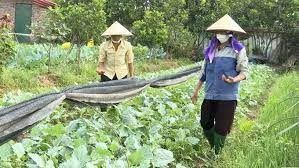 Tăng thu nhập, tốt sức khỏe nhờ canh tác rau hữu cơ