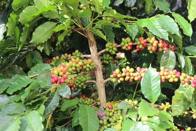 Nông dân Quảng Trị trầm trồ cà phê tái canh
