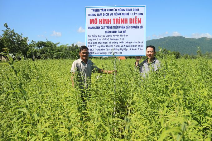 Cây mè giúp vùng khô hạn 'đẻ ra tiền'