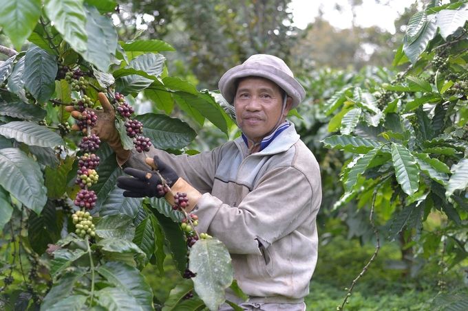 EUDR & cơ hội với ngành cà phê
