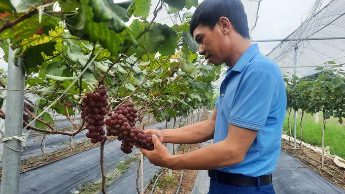 Mô hình trồng nho Hạ Đen kết hợp du lịch đầu tiên ở Đông Triều