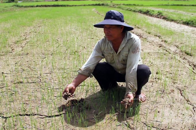 Chuyển mạnh đất lúa kém hiệu quả sang cây trồng cạn