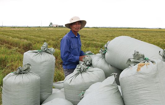 Liên kết sản xuất lúa hướng hữu cơ, nông dân lãi 30 triệu đồng/ha