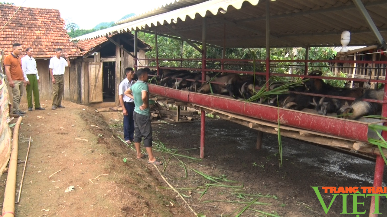 Trồng cỏ ven rìa nương nuôi dê nhốt chuồng, nông dân người Thái ở Sơn La thu lãi cao