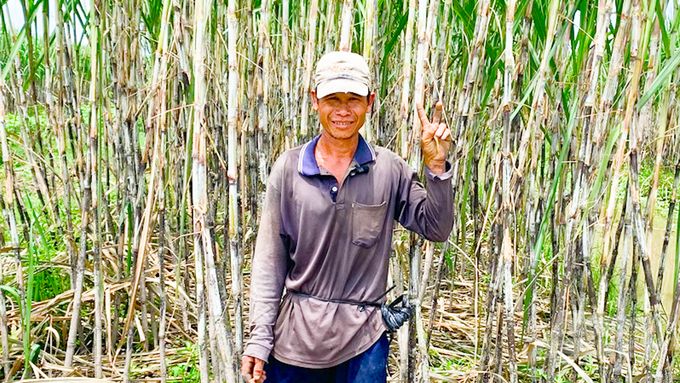 Nông dân trồng mía Trà Vinh hưởng lợi từ chính sách mới