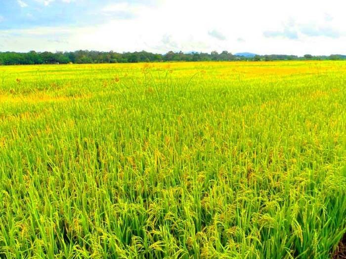 Bồi dưỡng, nâng cao nhận thức về biến đổi khí hậu cho hợp tác xã