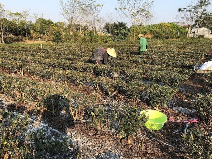 Sản xuất chè hữu cơ, sinh thái: Phải lấy lại 'sức khỏe' đất