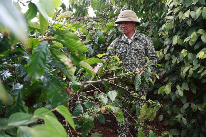 Canh tác cà phê thông minh ứng phó với biến đổi khí hậu