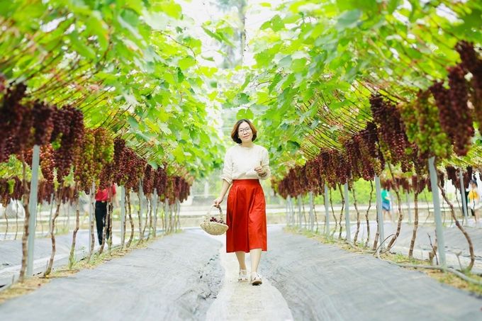 Vườn nho hữu cơ nườm nượp khách tham quan, thu chục triệu mỗi ngày