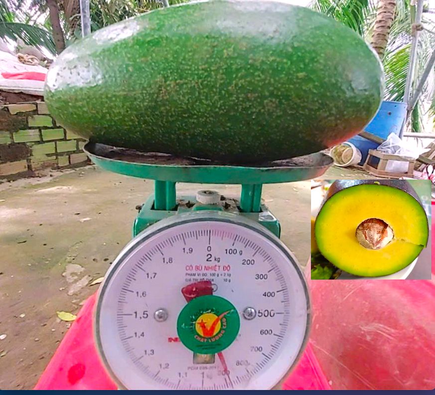Anh nông dân ở Đồng Tháp say mê giống bơ Thanh Sơn