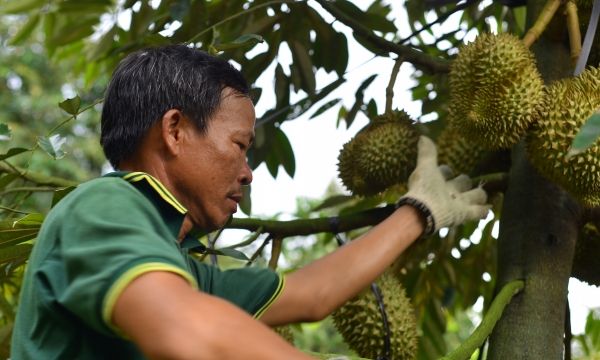 Khuyến cáo không thu hoạch sầu riêng chưa đạt độ chín