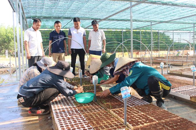 Xây dựng vườn ươm cải tiến sản xuất cây giống keo lai nuôi cấy mô