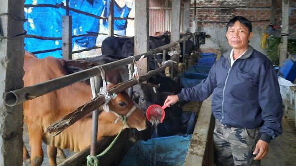 Vỗ béo bò BBB kết hợp nuôi dê thương phẩm lãi 300 triệu đồng/năm