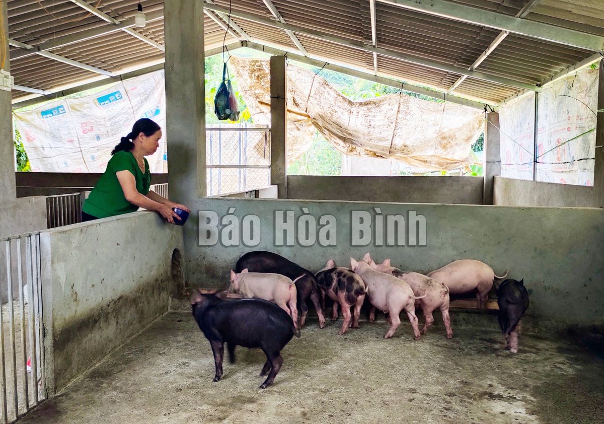 Nông dân nuôi lợn ở Hòa Bình thở phào nhẹ cả người khi giá lợn hơi tăng mạnh, hễ bán là cầm chắc ăn lãi