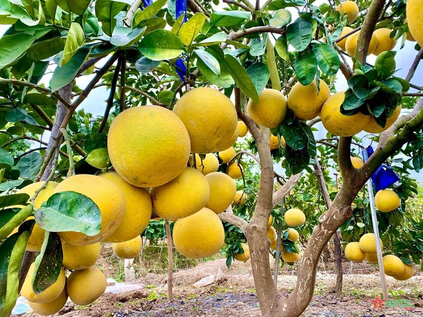 Nhà vườn quyết thay đổi suy nghĩ người tiêu dùng về bưởi Diễn