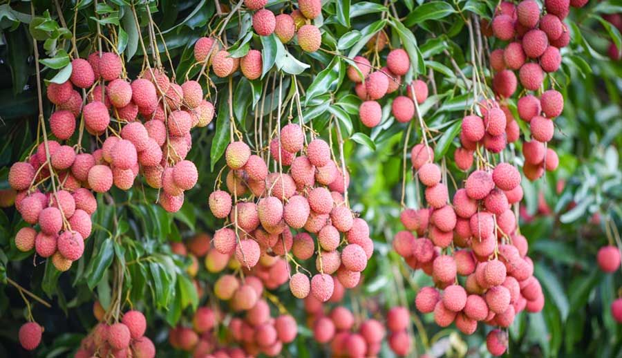 Vải thiều sang Nhật, giá 400 nghìn đồng/kg