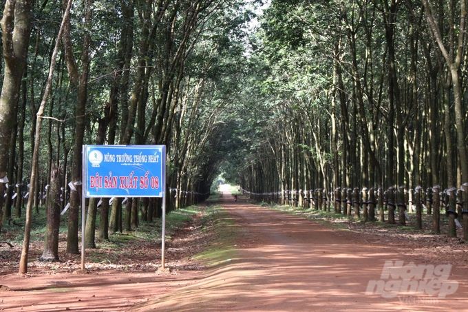 Sánh vai núi Chư Prông 'đứng bên mặt trời'