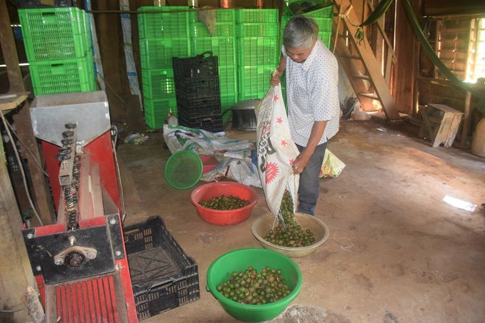 Thận trọng với mắc ca Trồng thử cả huyện, duy nhất một xã có quả