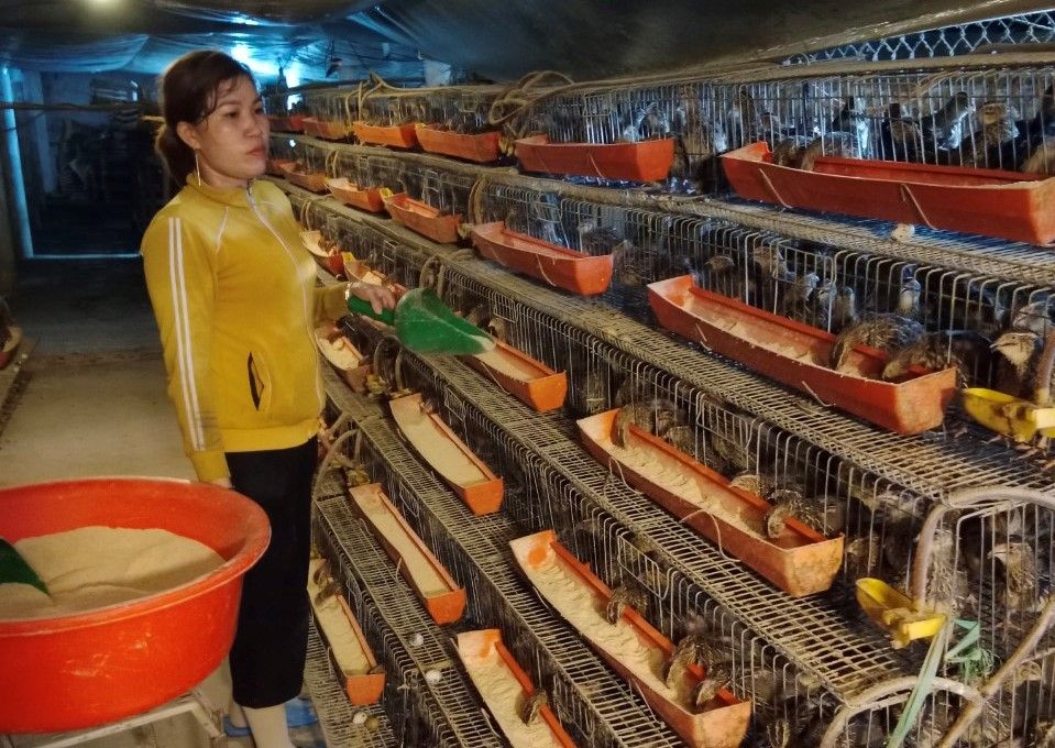 Tự ấp gà giống để nuôi thương phẩm