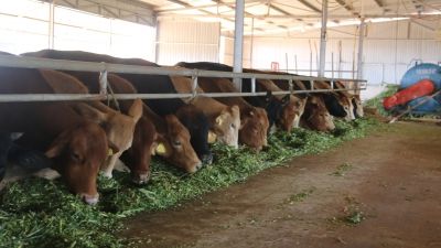 Nuôi bò VietGAP lấy phân bón cây ăn trái, hiệu quả nhân đôi