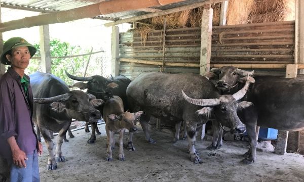 Cả tháng không thấy bóng thương lái nào đến mua trâu