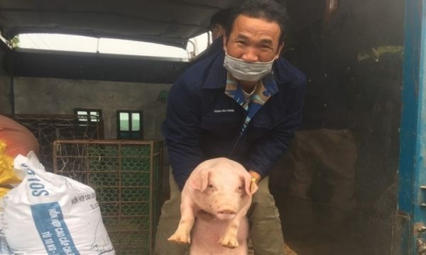 Quảng Ninh hỗ trợ phát triển chăn nuôi lợn sinh sản an toàn sinh học