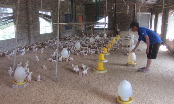 Ngỗng, chạch, cá rô đồng cứu trang trại lợn vượt qua thua lỗ