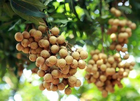 Nông dân vùng biên giới tỉnh Sơn La hồ hởi vào vụ thu hoạch nhãn