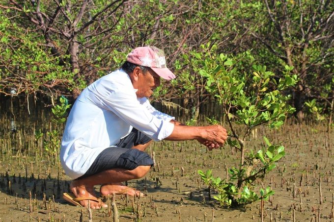 Tiềm năng lớn tín chỉ carbon từ rừng ngập mặn Việt Nam